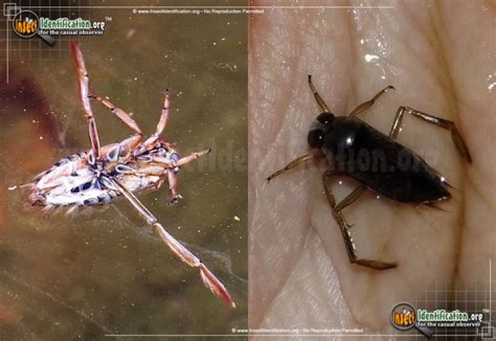 Are Backswimmer bites dangerous?