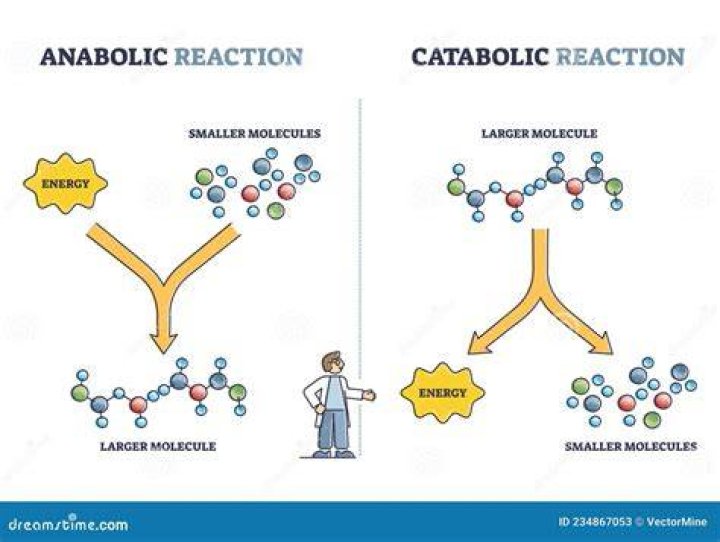 Are catabolic pathways Endergonic?