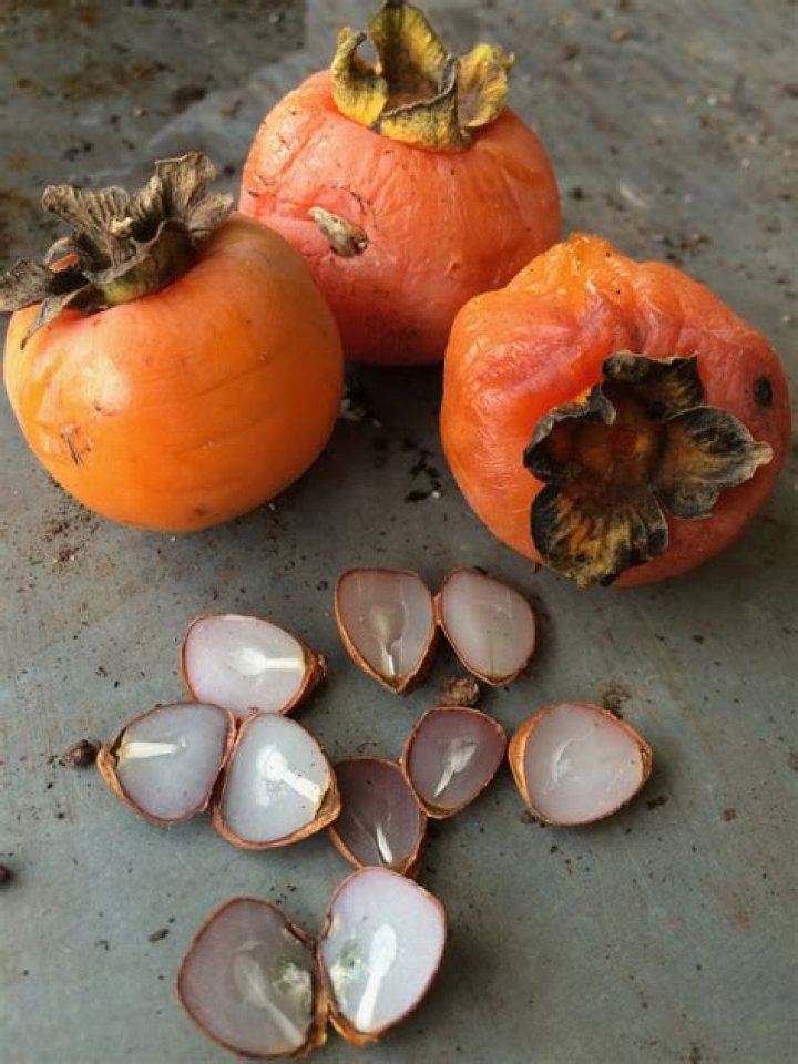 Are wild persimmon seeds edible?