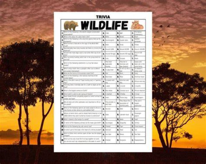 Bears in Trees - Members, Ages, Trivia