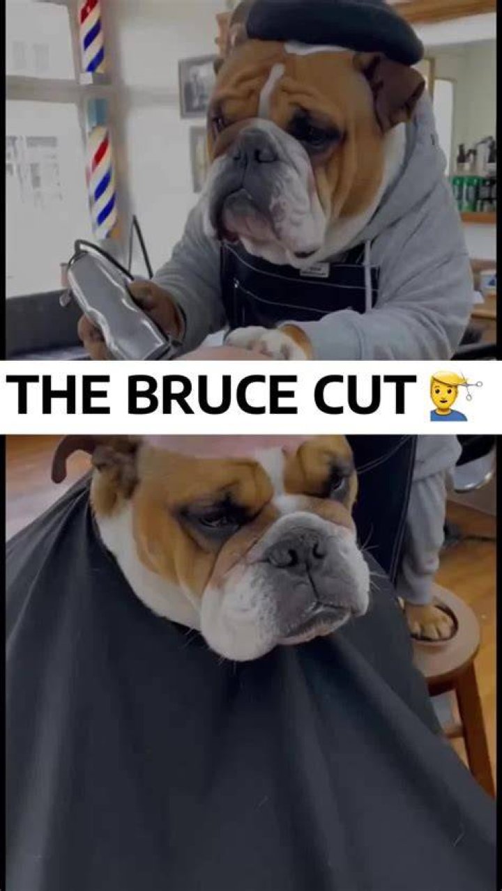 bruce cut