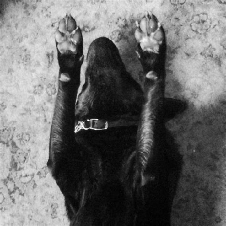 Bryan Adams Pets