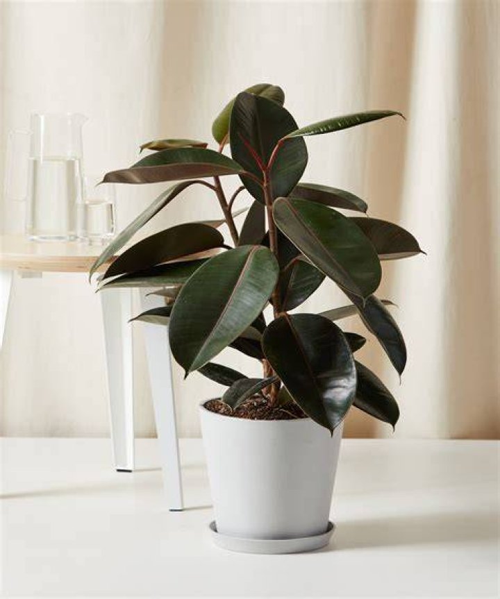 Can a rubber tree plant survive outside?