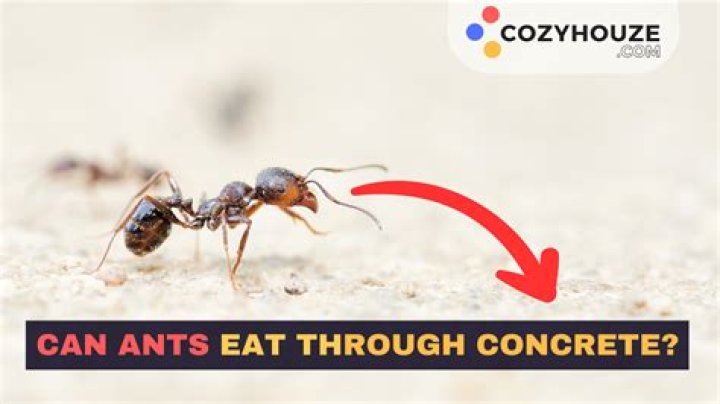 Can ants dig through concrete?