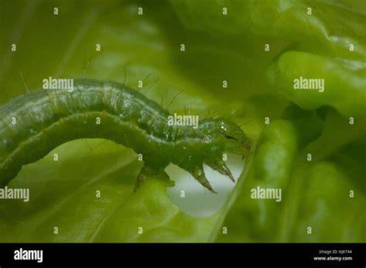 Can caterpillars eat lettuce?
