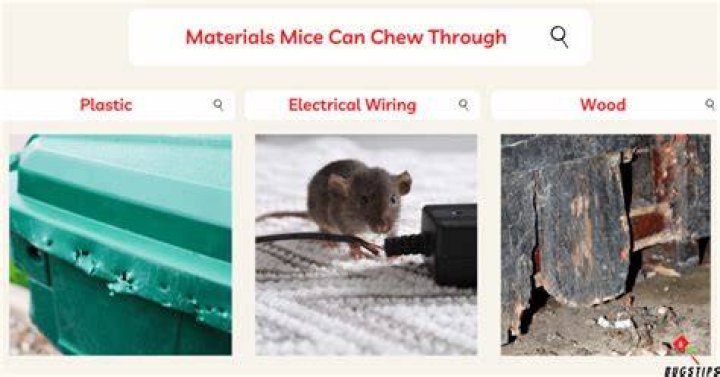 Can mice chew through great stuff?