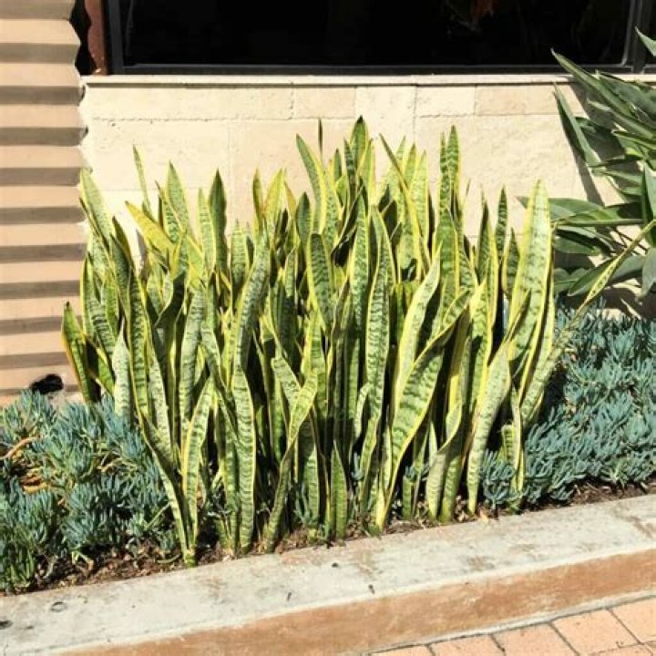 Can snake plant live outside?