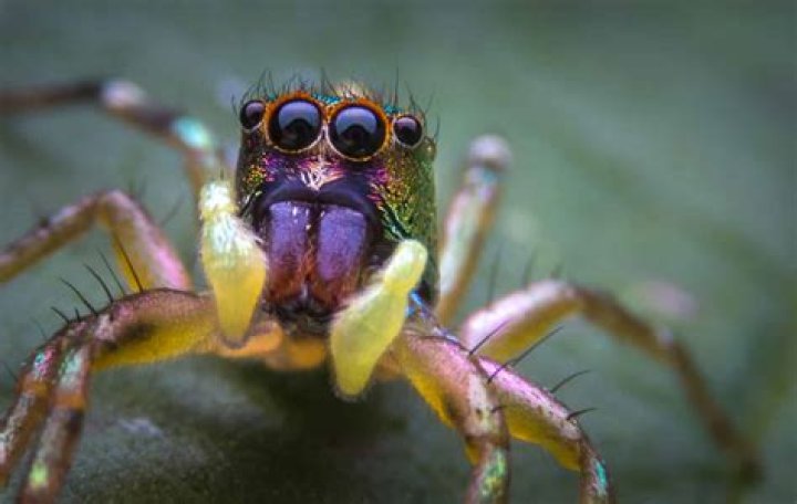 Can spiders survive a Dyson?