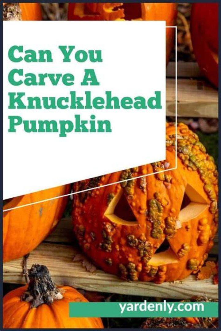 Can you eat knucklehead pumpkin?