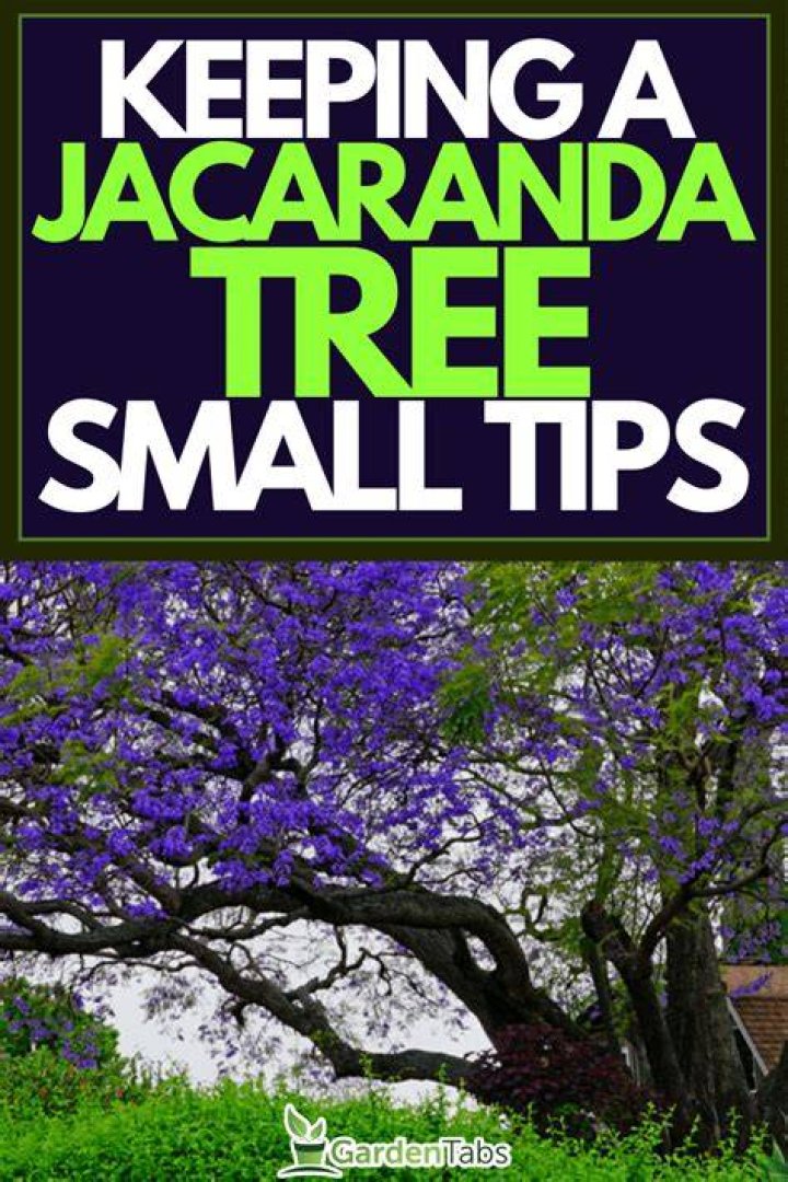 Can you keep a jacaranda tree small?