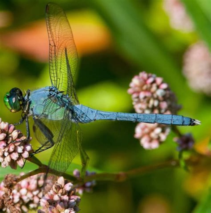 Can you kill a dragonfly?