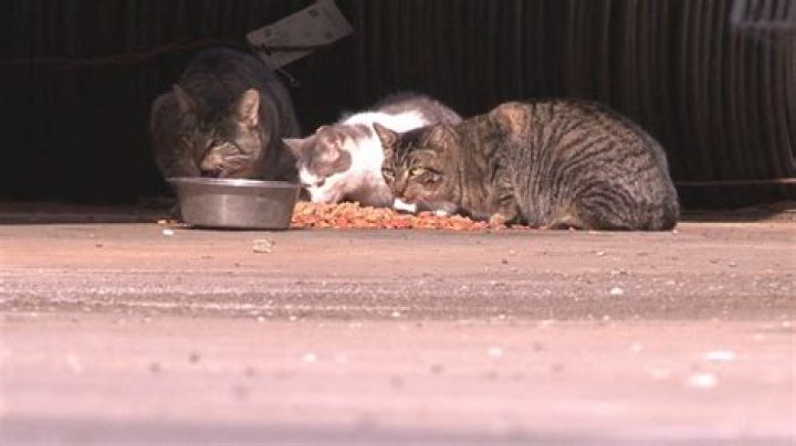 cats eating at Bag O Nails Cat Pub Bristol