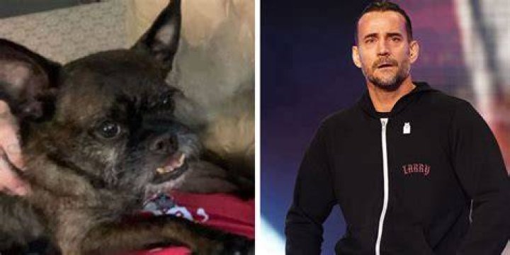 CM Punk Pets
