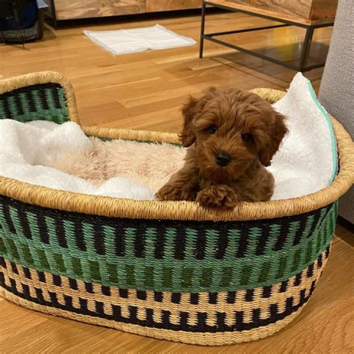 Cody Ko Pets