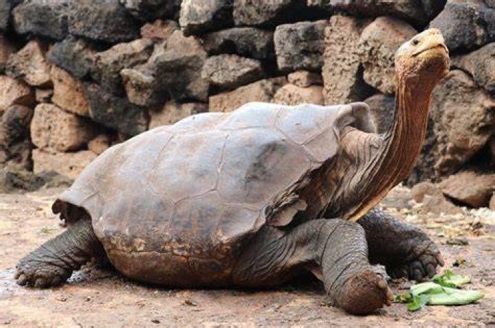 diego galapagos tortoise