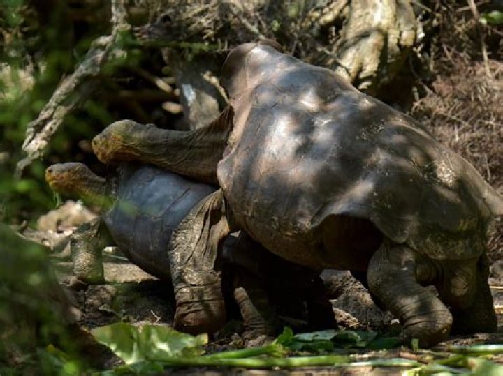 diego tortoise sex
