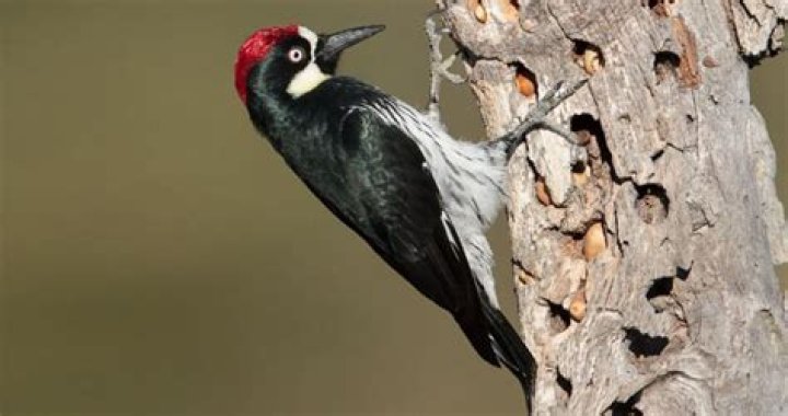 Do acorn woodpeckers migrate?