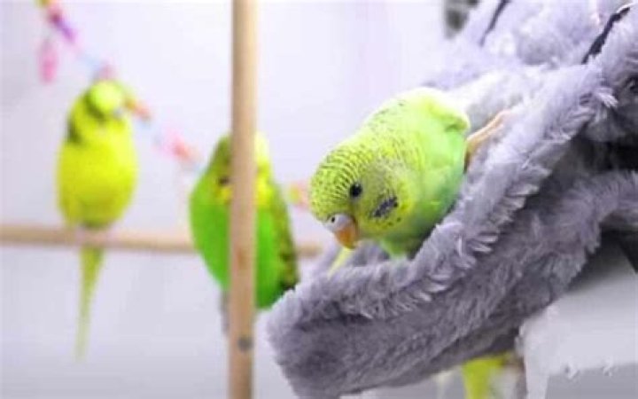 Do budgies need to be kept warm?