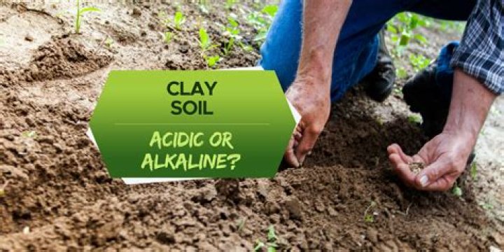 Do figs like acid or alkaline soil?