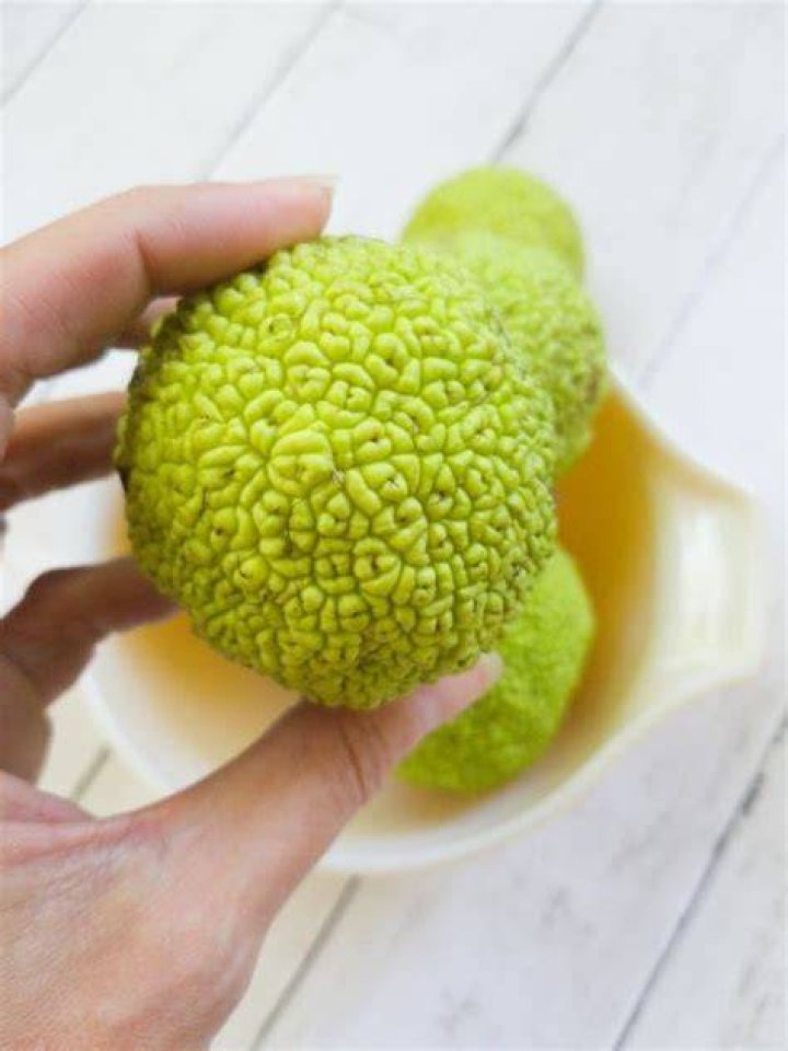 Do hedge apples repel mice?