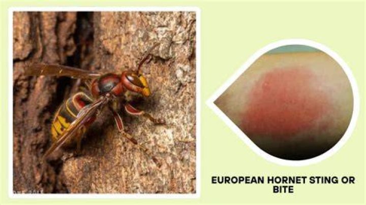 Do Hornets sting hummingbirds?
