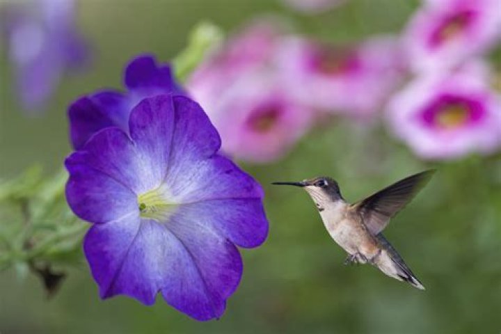 Do pollinators like petunias?