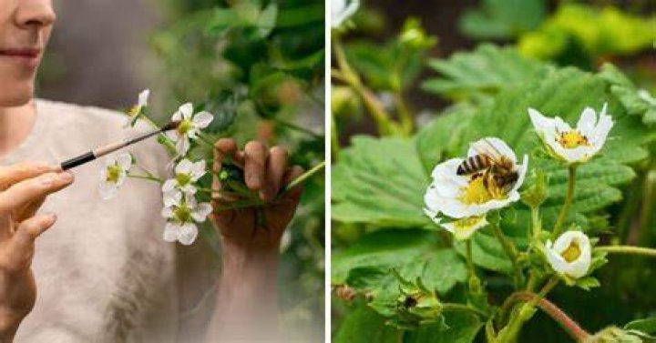 Do strawberries need cross pollination?