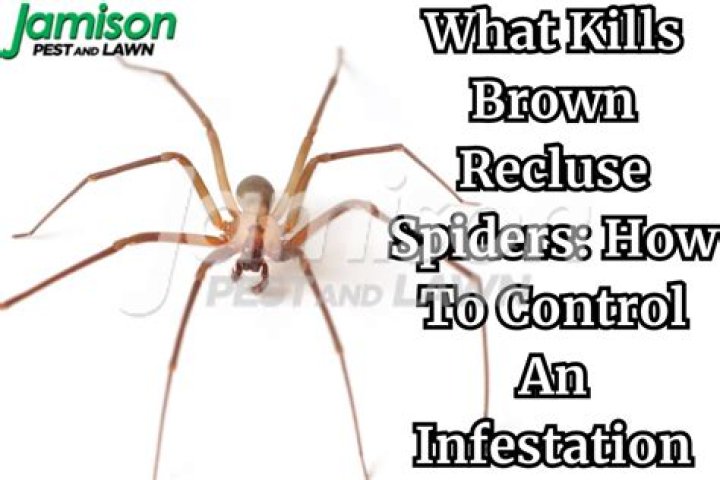 Does Bifen it kill brown recluse?