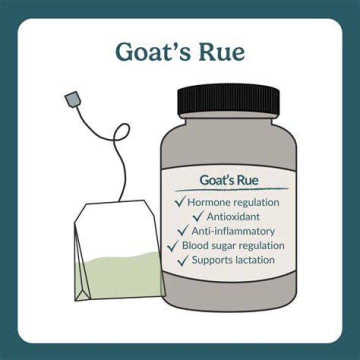 Does goat’s rue help you lose weight?