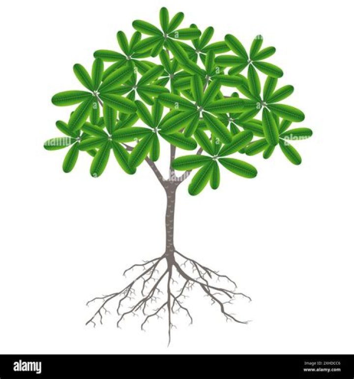 Does plumeria have big roots?