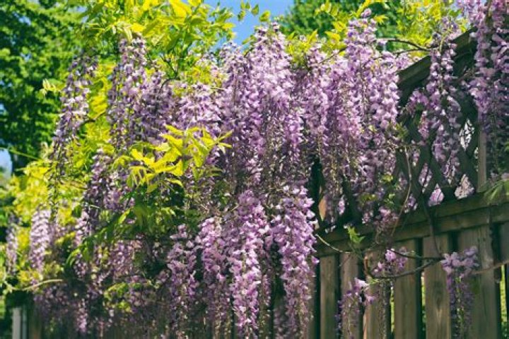 Does wisteria flower every year?