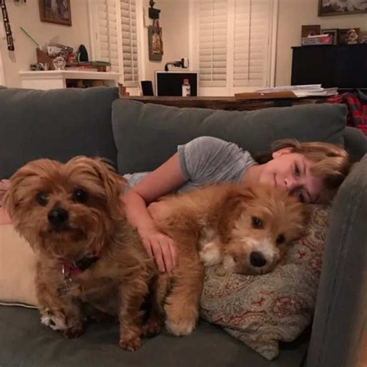 Gavin McHugh Pets