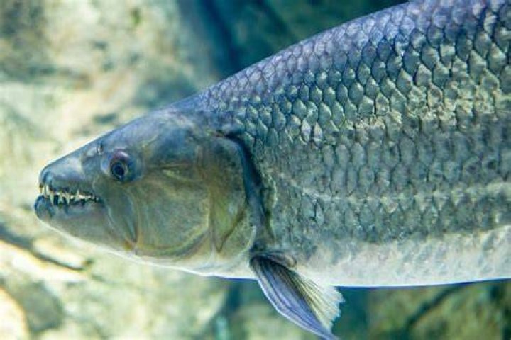 Goliath-Tigerfish