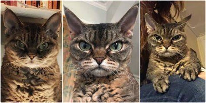 Grumpy Barbara Cat