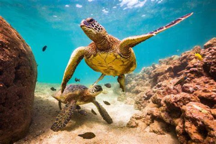 How are turtles adapted to their environment?