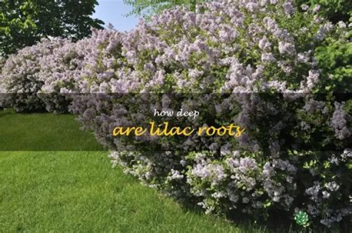 How deep are lilac roots?