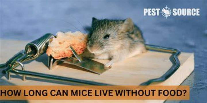 How do mice survive without food?