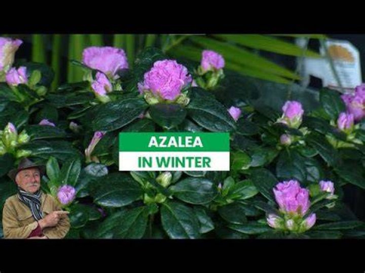 How do you care for a keepsake azalea?
