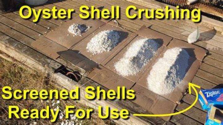 How do you crush up oyster shells?