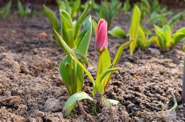How do you revive tulips in soil?