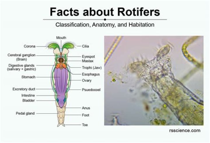How does a rotifer reproduce?