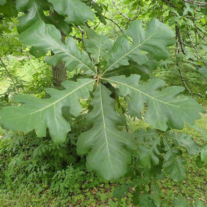How fast does a bur oak grow?