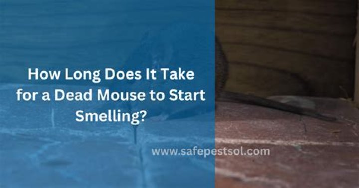 How long does it take for a mouse to decompose and stop smelling?