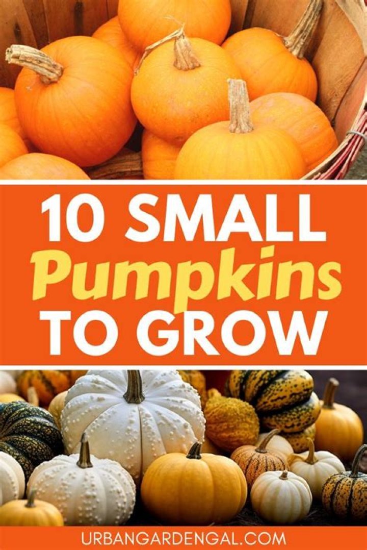 How much are the small pumpkins?