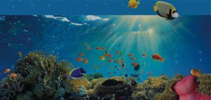 How much does a bamboo shark cost?