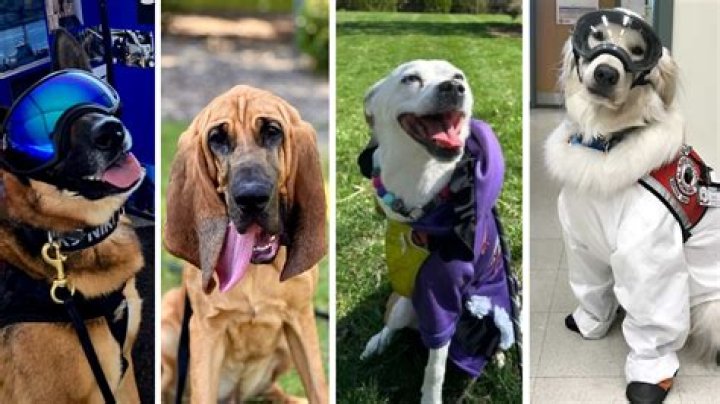 Ice hero dog awards