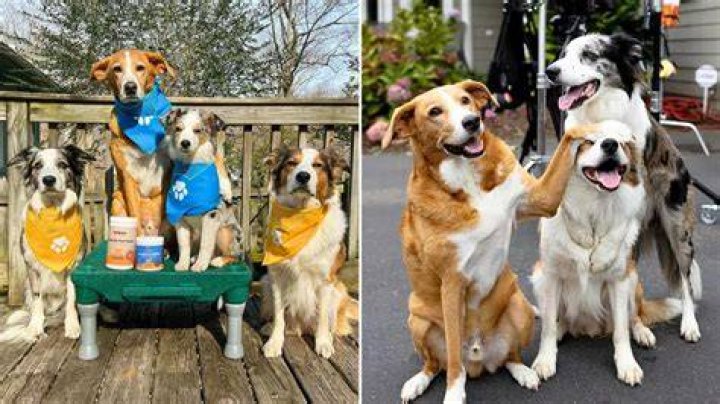 Interview With the Joy Crew Acclaimed Canine Actors and Stunt Dog Champions