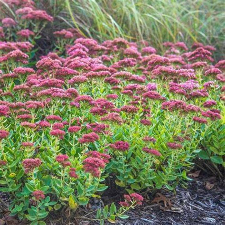 Is stonecrop sedum deer resistant?