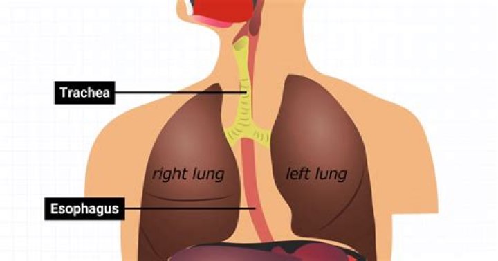 Is trachea and esophagus the same thing?