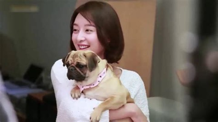 Kim Ji-won Pets - Celebrity Pets